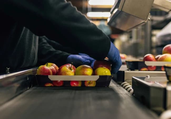 Referenz: Wegener Frucht